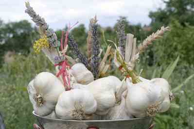 Seasonal Gardening: Garlic Oil Insecticide, Corn Tillers and Traps For Flea Beetles Image